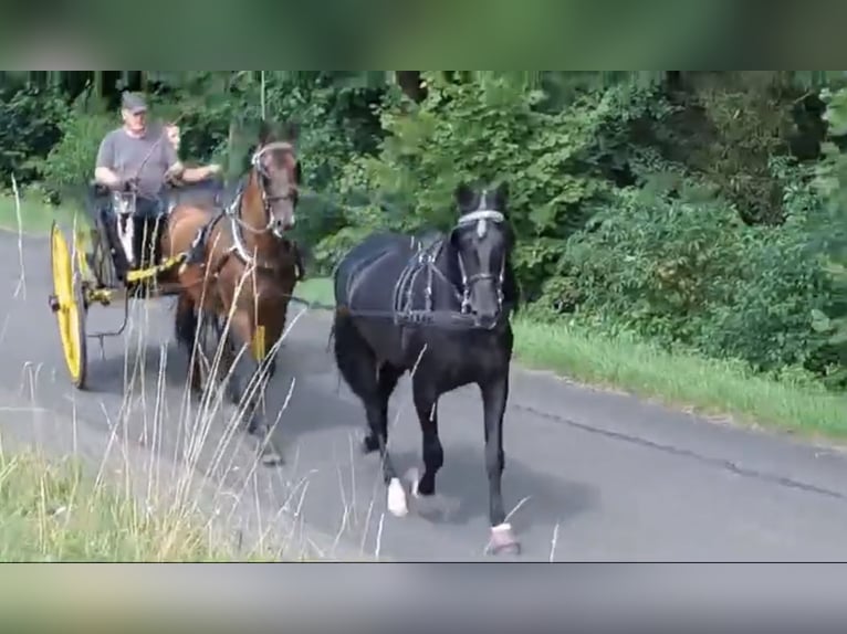 PRE Mix Gelding 11 years 16 hh Brown in Hille