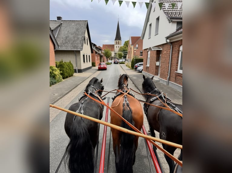 PRE Mix Gelding 11 years 16 hh Brown in Hille
