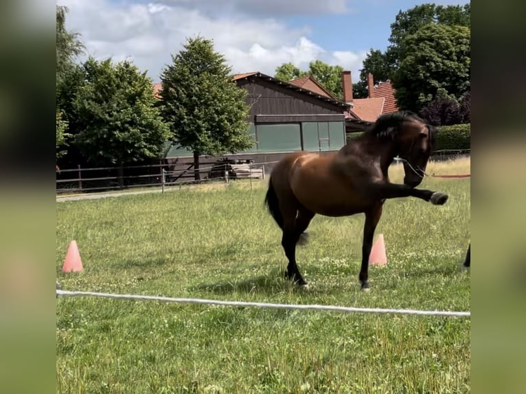 PRE Mix Gelding 11 years 16 hh Brown in Hille