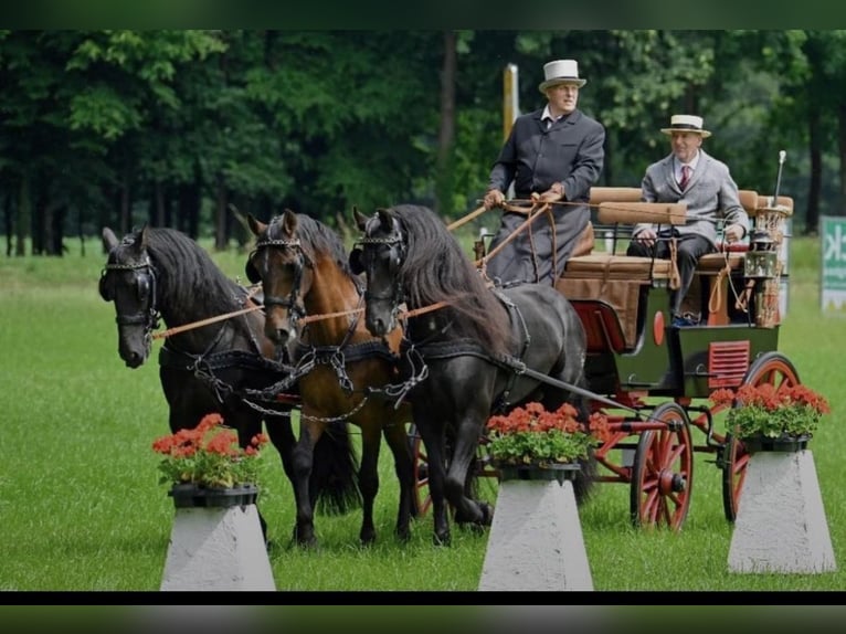 PRE Mix Gelding 11 years 16 hh Brown in Hille