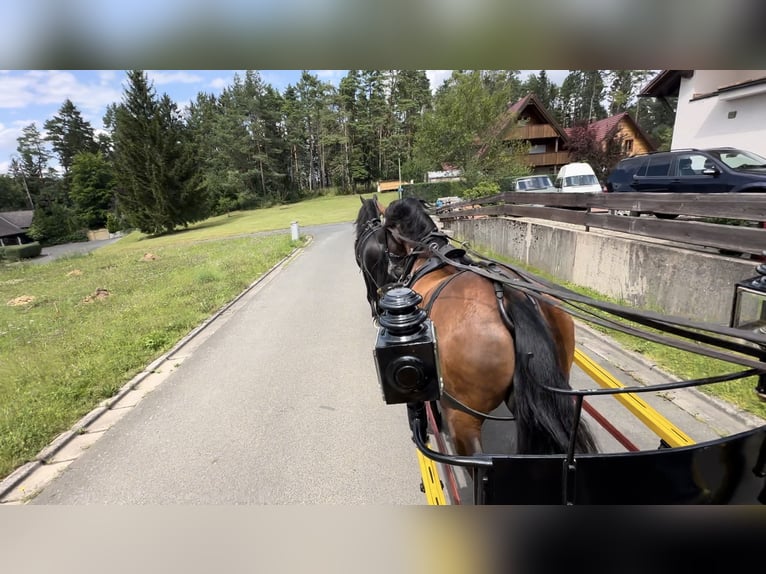 PRE Mix Gelding 11 years 16 hh Brown in Hille
