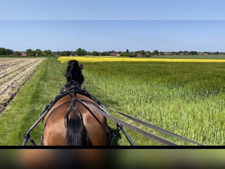 PRE Mix Gelding 11 years 16 hh Brown in Hille