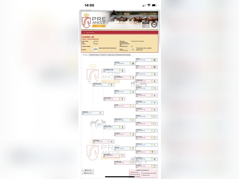 PRE Mix Gelding 11 years 16 hh Brown in Hille