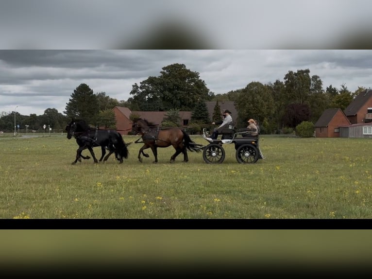 PRE Mix Gelding 11 years 16 hh Brown in Hille