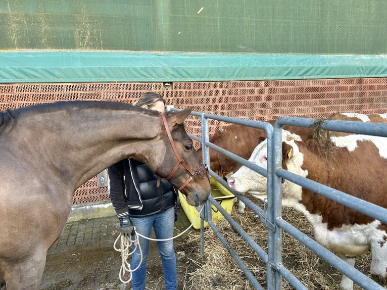 PRE Mix Gelding 11 years 16 hh Brown in Puschendorf