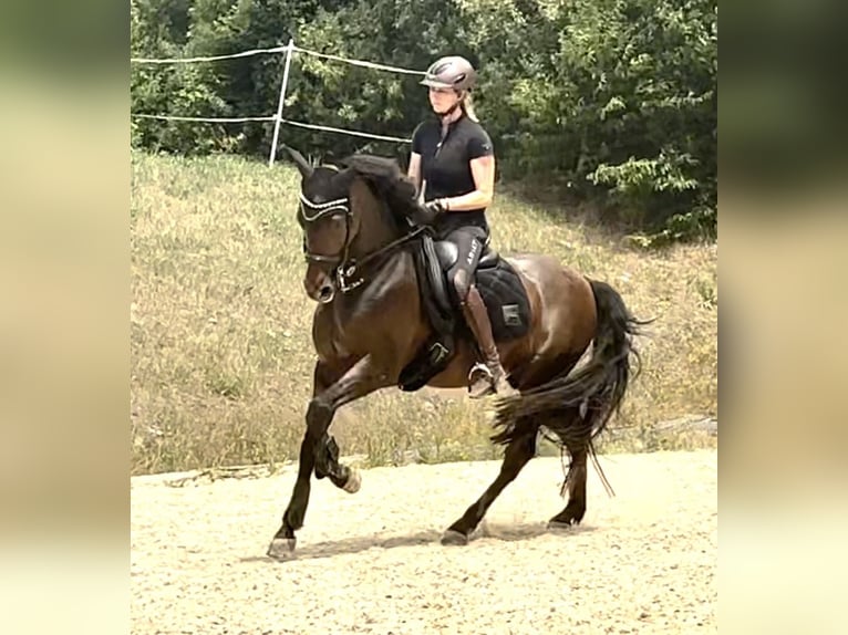 PRE Mix Gelding 11 years 16 hh Brown in Puschendorf