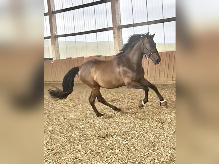 PRE Mix Gelding 11 years 16 hh Brown in Puschendorf