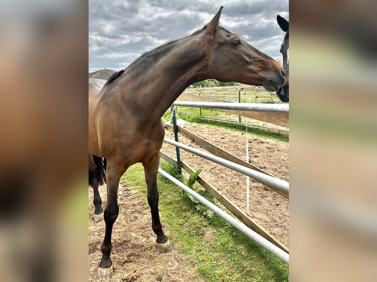 PRE Mix Gelding 11 years 16 hh Brown in Puschendorf