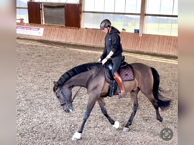 PRE Mix Gelding 11 years 16 hh Brown in Puschendorf
