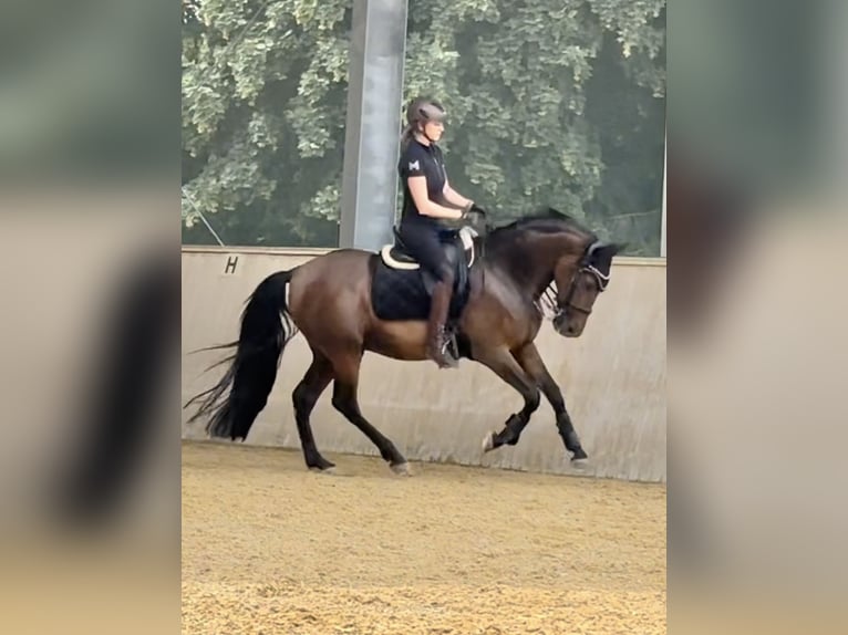 PRE Mix Gelding 11 years 16 hh Brown in Puschendorf