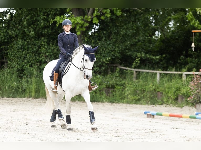 PRE Gelding 11 years 16 hh Gray in Lorsch