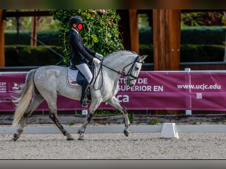 PRE Mix Gelding 11 years 16 hh Grey in Betera