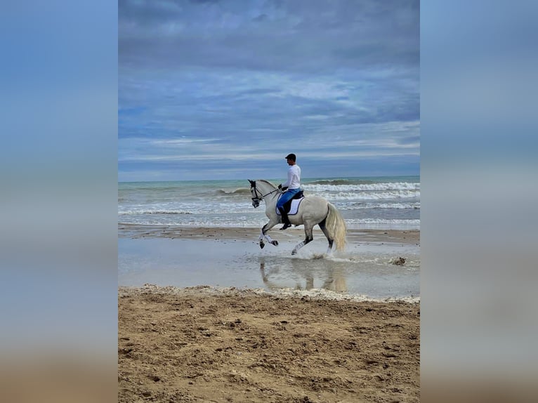 PRE Mix Gelding 11 years 16 hh Grey in Betera