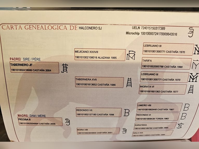 PRE Gelding 11 years 16,1 hh Brown in San javier