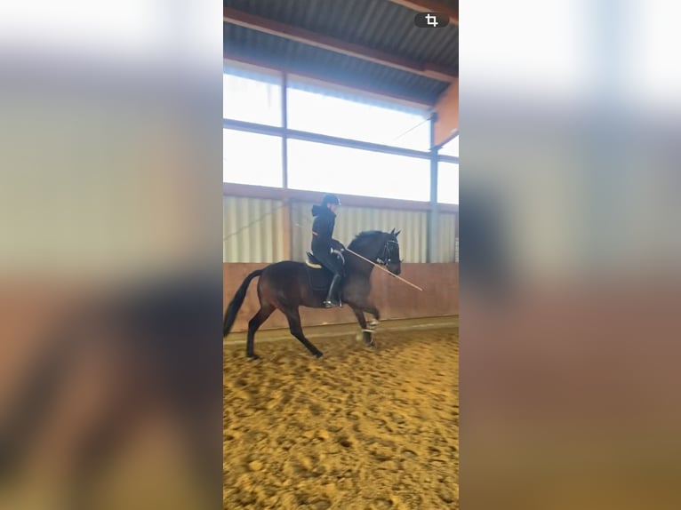 PRE Mix Gelding 11 years 16,1 hh Brown in Sundern