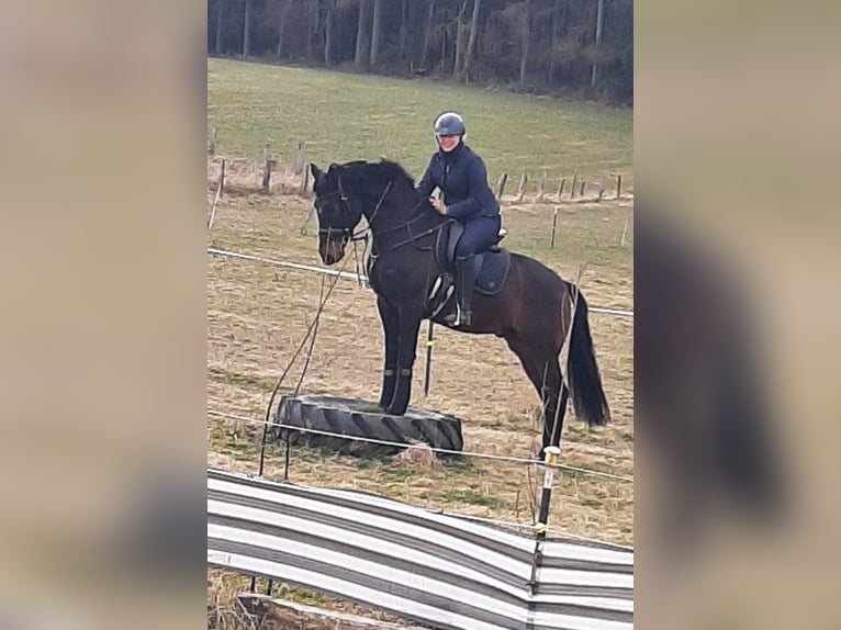 PRE Mix Gelding 11 years 16,1 hh Brown in Sundern