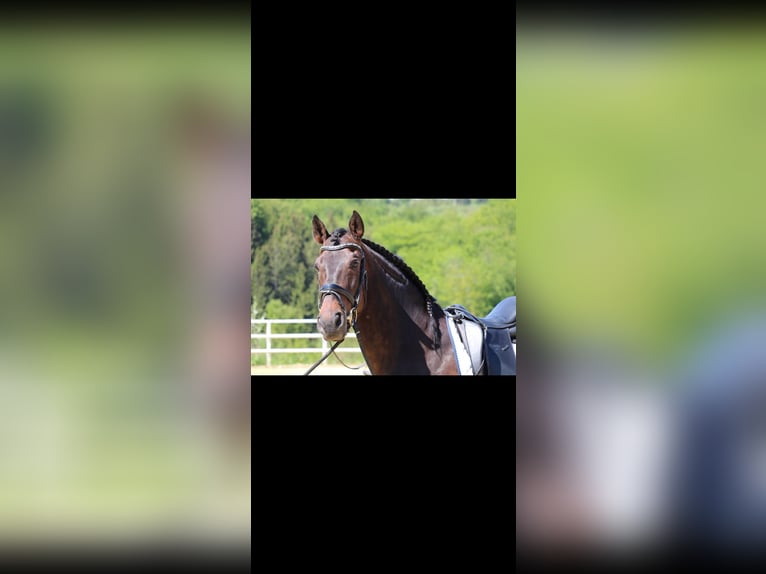 PRE Mix Gelding 11 years 16,1 hh Brown in Sundern