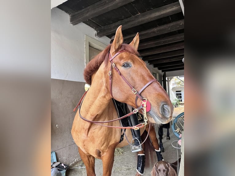 PRE Gelding 11 years 16,1 hh Chestnut-Red in Pöttendorf
