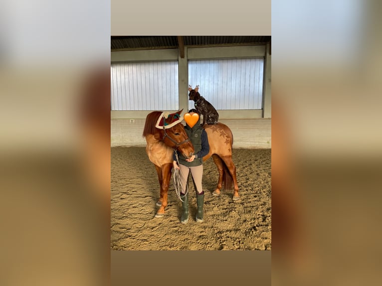 PRE Gelding 11 years 16,1 hh Chestnut-Red in Pöttendorf