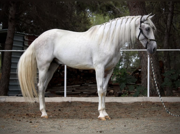 PRE Mix Gelding 11 years 16,1 hh Grey in Valencia