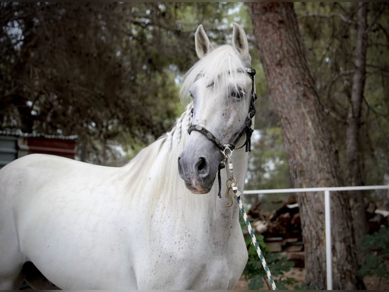 PRE Mix Gelding 11 years 16,1 hh Grey in Valencia