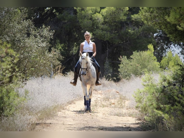 PRE Mix Gelding 11 years 16,1 hh Grey in Valencia