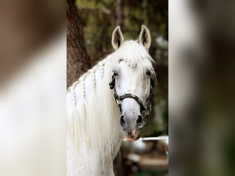 PRE Mix Gelding 11 years 16,1 hh Grey in Valencia