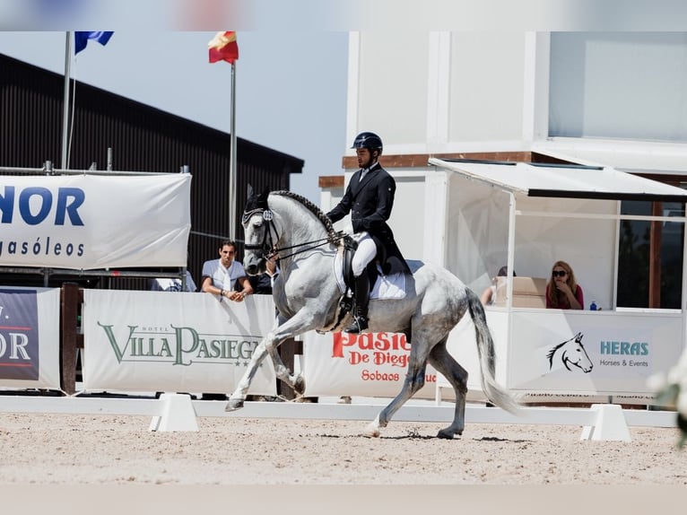 PRE Gelding 11 years 16,3 hh Grey in Madrid