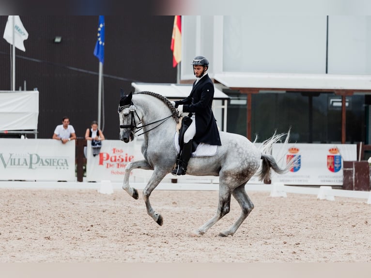 PRE Gelding 11 years 16,3 hh Grey in Madrid