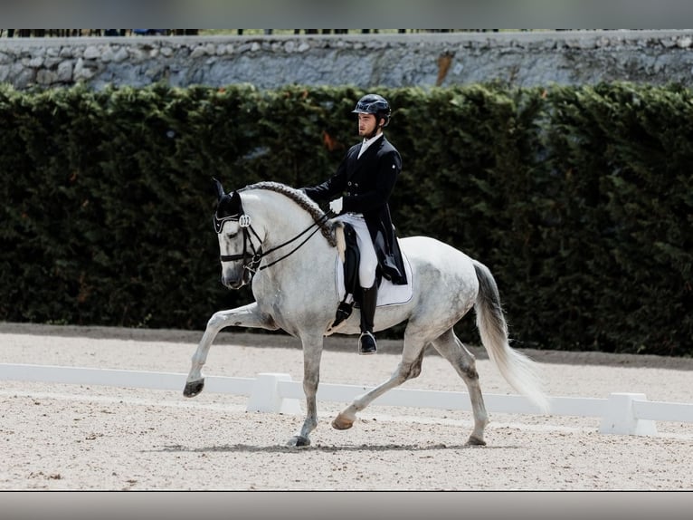 PRE Gelding 11 years 16,3 hh Grey in Madrid