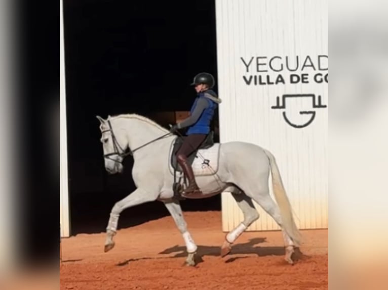 PRE Gelding 11 years 17 hh Gray in Fuendetodos