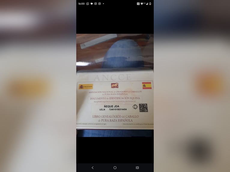 PRE Mix Gelding 11 years Black in Buzzoletto