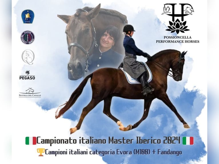 PRE Mix Gelding 11 years Black in Buzzoletto