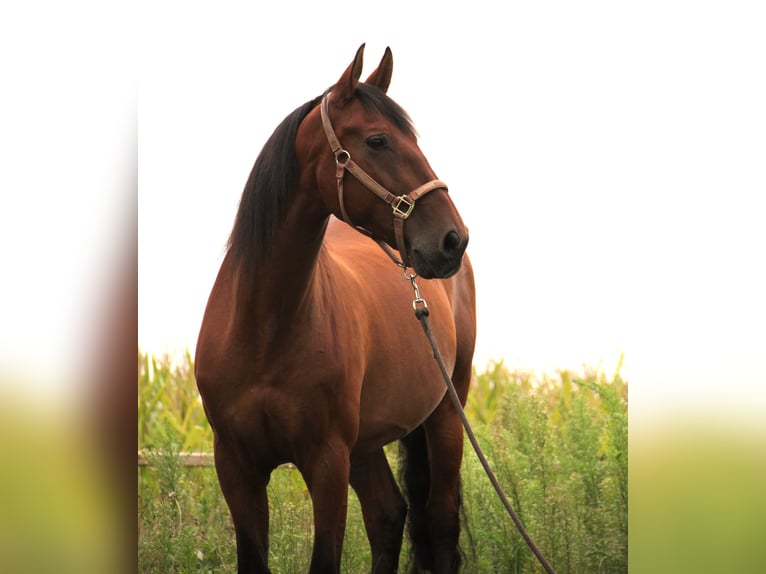 PRE Mix Gelding 11 years Brown in Nistelrode