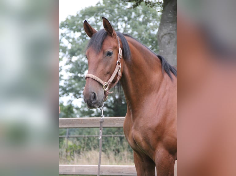 PRE Mix Gelding 11 years Brown in Nistelrode