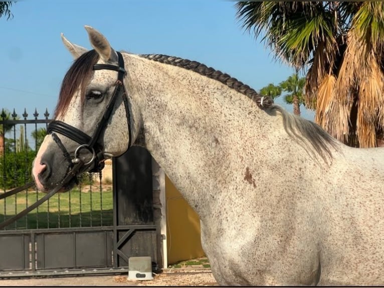 PRE Gelding 11 years Grey-Fleabitten in Elx/Elche