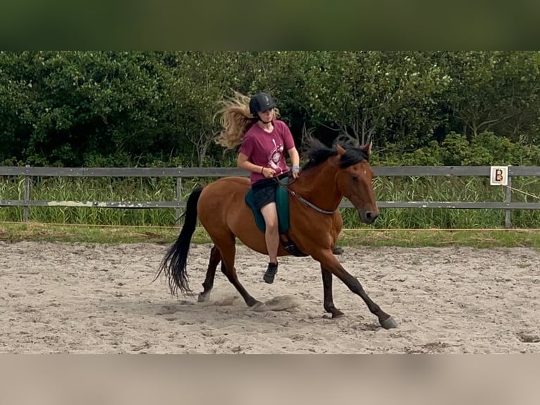 PRE Gelding 12 years 15,1 hh Brown in Callantsoog