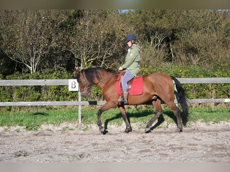 PRE Gelding 12 years 15,1 hh Brown in Callantsoog