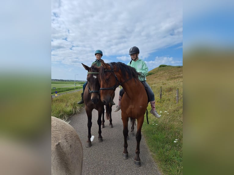 PRE Gelding 12 years 15,1 hh Brown in Callantsoog