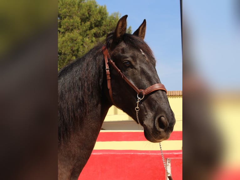 PRE Mix Gelding 12 years 15,2 hh Brown in Rafelguaraf