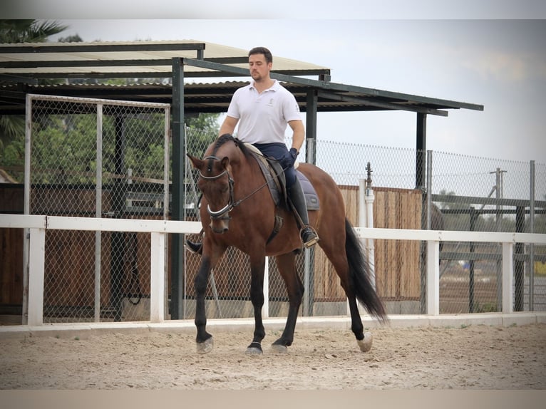 PRE Mix Gelding 12 years 15,2 hh Brown in Valencia
