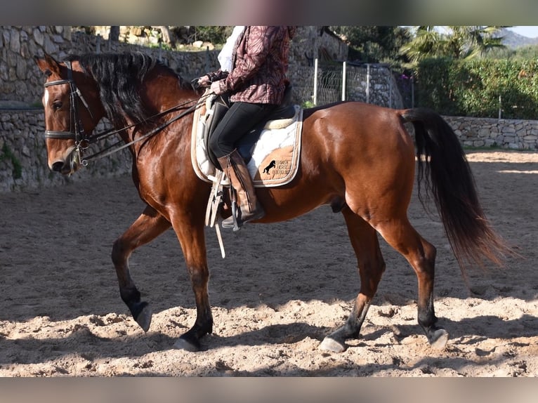 PRE Gelding 12 years 15,2 hh Brown in Mallorca
