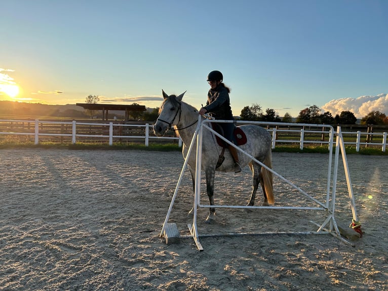 PRE Gelding 12 years 15,2 hh Gray-Dapple in Feldkirchen