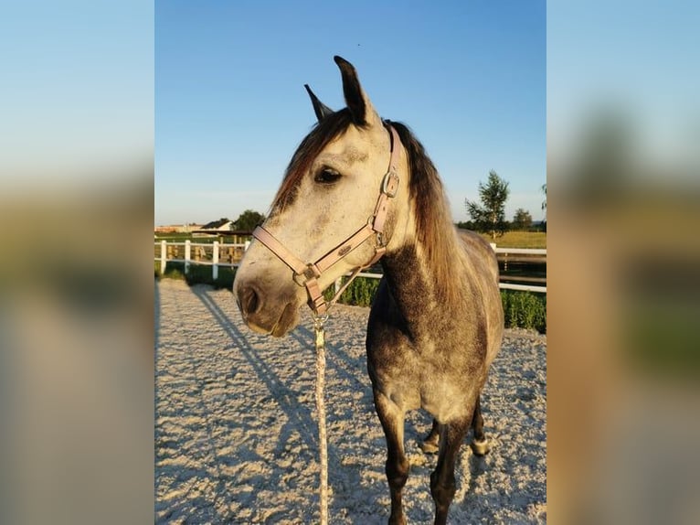 PRE Gelding 12 years 15,2 hh Gray-Dapple in Feldkirchen