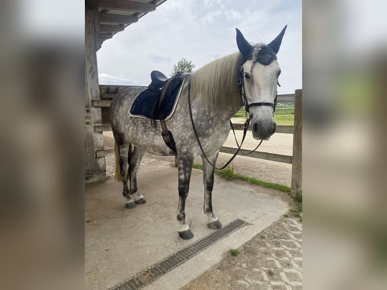 PRE Gelding 12 years 15,2 hh Gray-Dapple in Feldkirchen