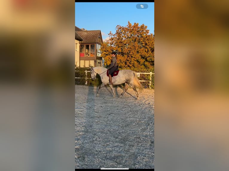 PRE Gelding 12 years 15,2 hh Gray-Dapple in Feldkirchen