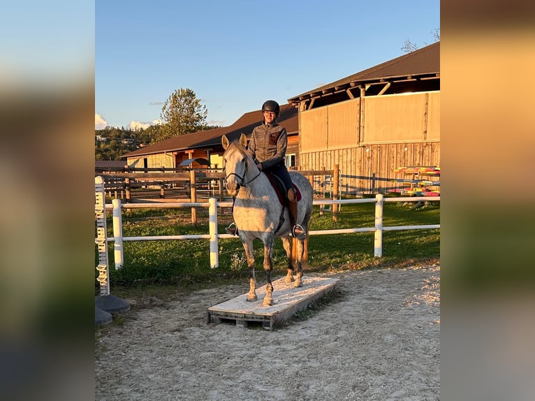 PRE Gelding 12 years 15,2 hh Gray-Dapple in Feldkirchen