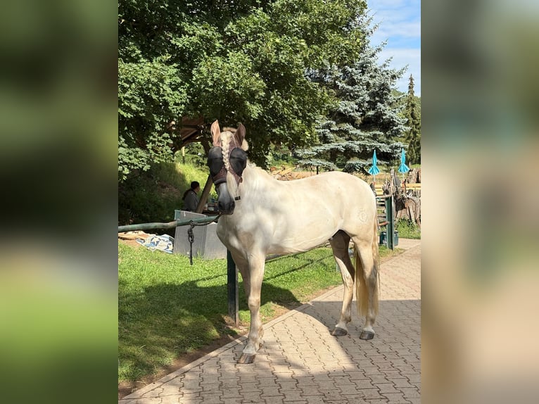 PRE Gelding 12 years 15.2 hh Grey in Breitenhain