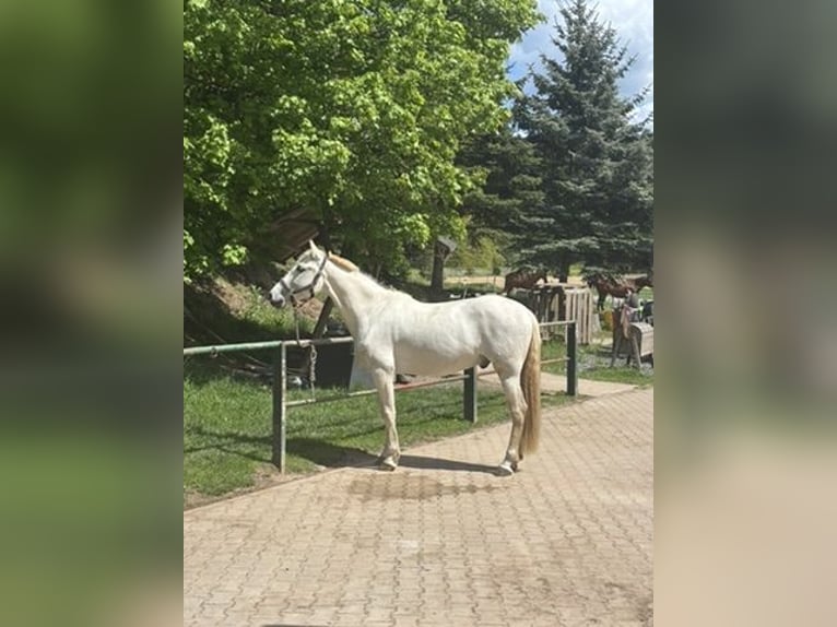 PRE Gelding 12 years 15.2 hh Grey in Breitenhain