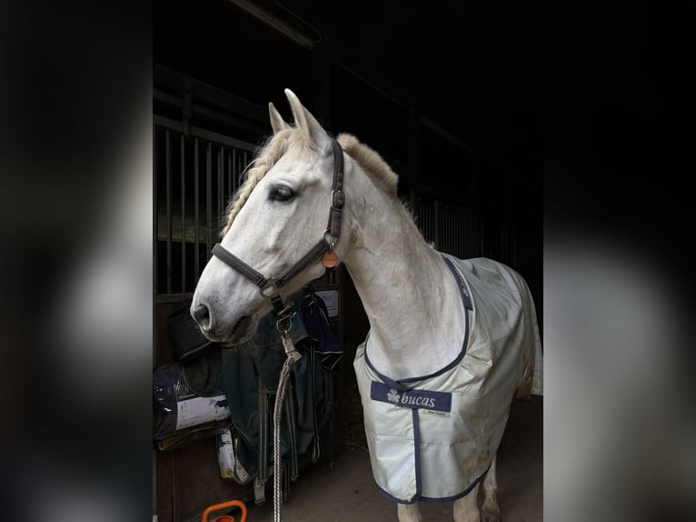 PRE Gelding 12 years 15.2 hh Grey in Breitenhain